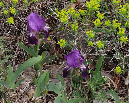 223_DSCF9499 Iris nain (Iris lutescens Lam., 1789)
