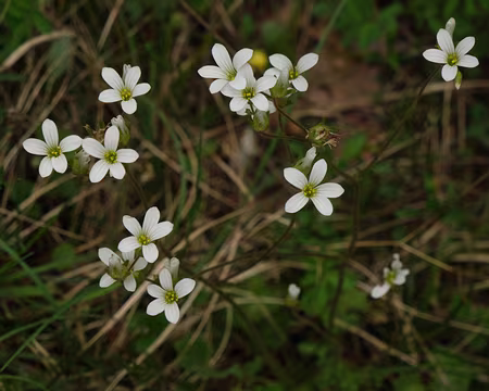 233_DSCF9577 Saxifrage granulé (Saxifraga granulata L., 1753)