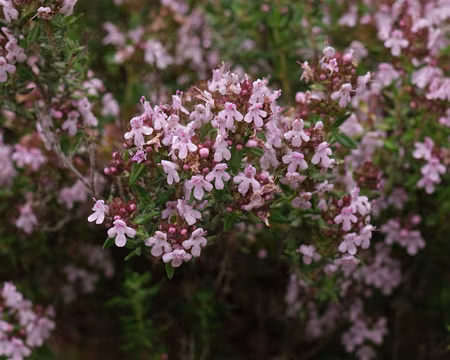 248_DSCF9681 Thym commun (Thymus vulgaris L., 1753)