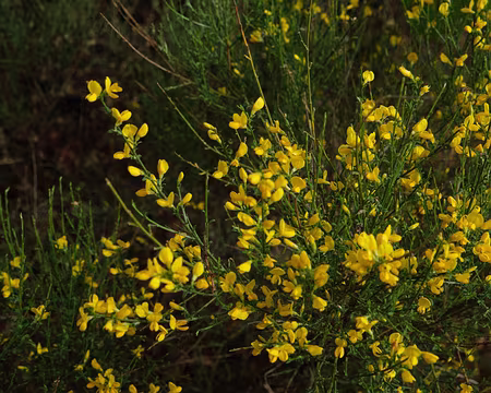 268_DSCF9815 Genêt cendré (Genista cinerea (Vill.) DC., 1805)