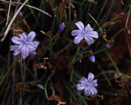 271_DSCF9836 Aphyllante de Montpellier (Aphyllanthes monspeliensis L., 1753)