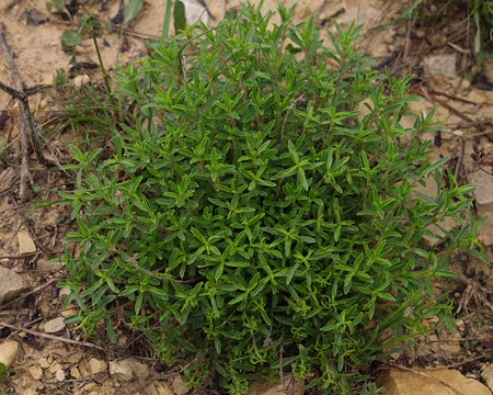 308_DSCF0086 Sarriette des montagnes (Satureja montana L., 1753)