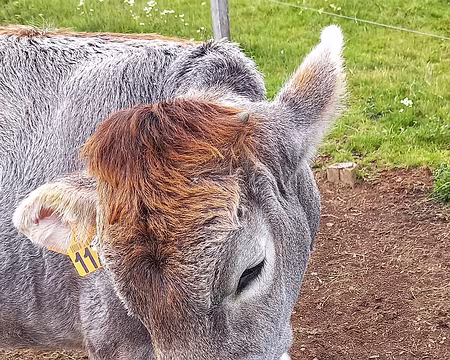 20220529_133139-01 Jeune vosgienne