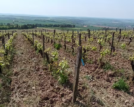 004 vignoble d'Irancy