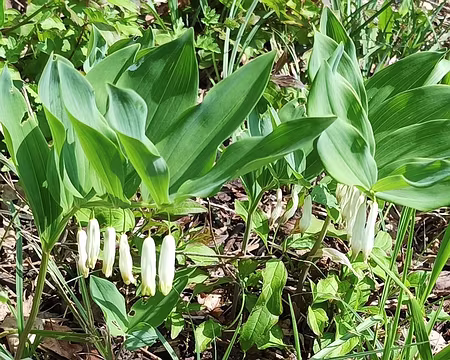 012 sceau de Salomon