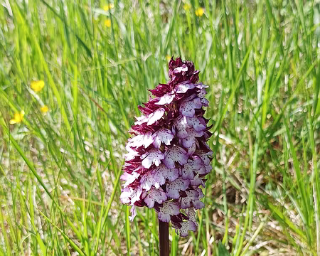014 Orchis Pourpre