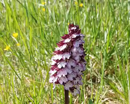 014 Orchis Pourpre
