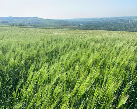 016 Les Blés dansent au chant des Grillons