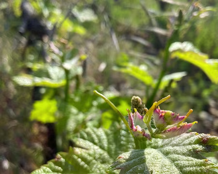 018 bourgeons de vigne