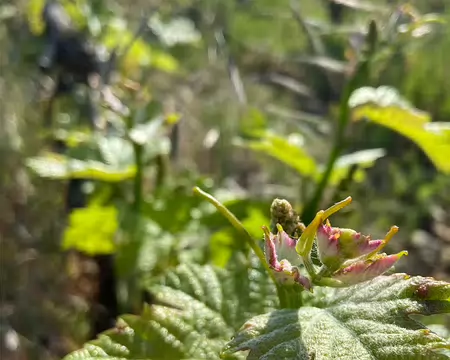 018 bourgeons de vigne