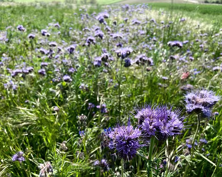 019 la Phacélie un engrais vert