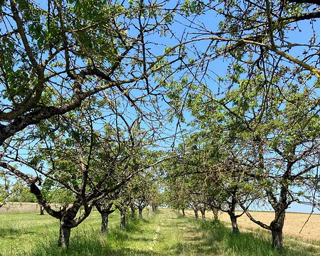 023 allée de cerisiers