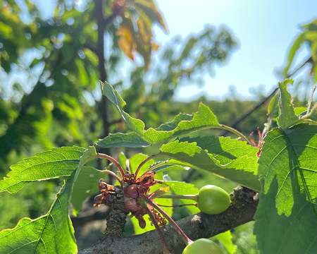 024 il y aura des cerises