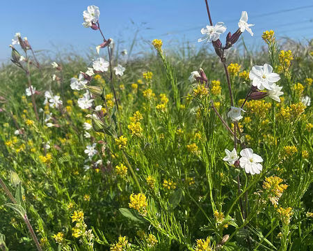 025 prairie fleurie Genêts et Compagnons blancs