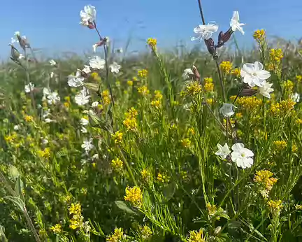 025 prairie fleurie Genêts et Compagnons blancs