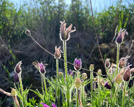 027 Anémones pulsatiles