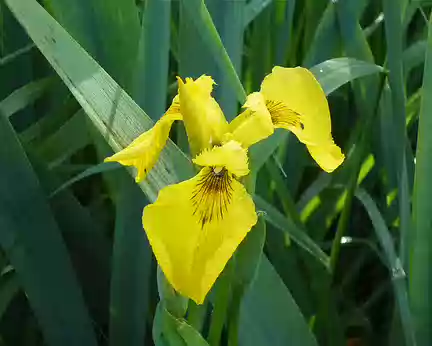 P1150103 Iris des marais