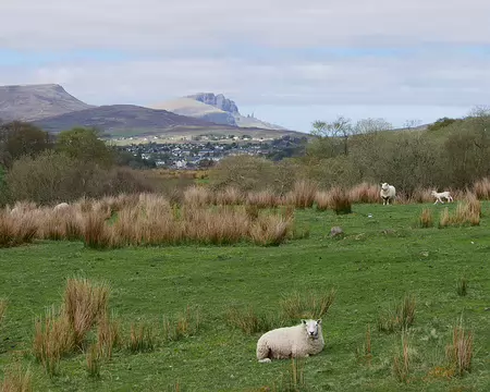 P1110760 Moutons, Portree et The Storr + Old Man of Storr.