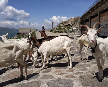 IMG_20220510_130501 10-05-2022 Des chèvres se joignent à notre pic-nic