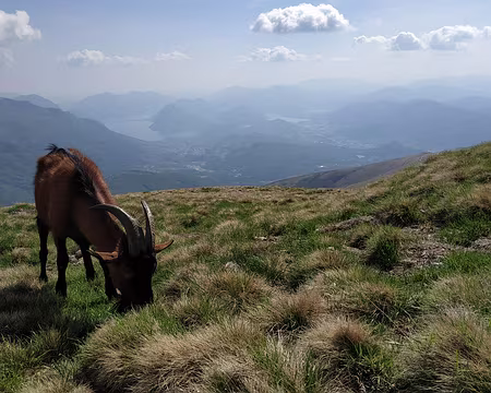 IMG_20220510_160139 Au Monte Bar, avec le bouc qui nous suit depuis le pic-nic