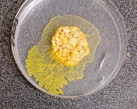 20220518-18h17m27s-20220518_181727-V3 Physarum polycephalum, plus couramment appelé blob, est une espèce unicellulaire de myxomycète de l'ordre des Physarales, vivant dans les milieux frais et...