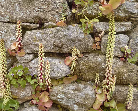 P1150135 Nombril de Vénus