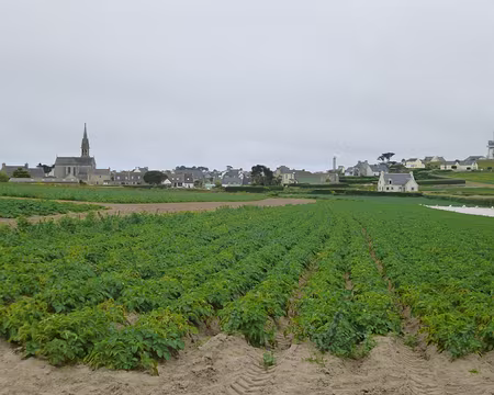 P1150138 Culture de pommes de terre nouvelles de l'île-de-Batz