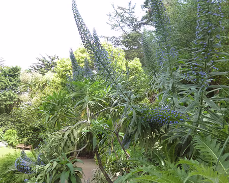 P1150140 Echium, originaire des Canaries