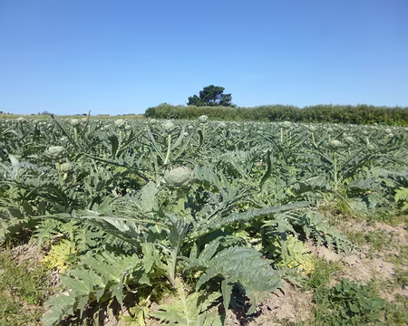 P1150168 Culture d'artichauts