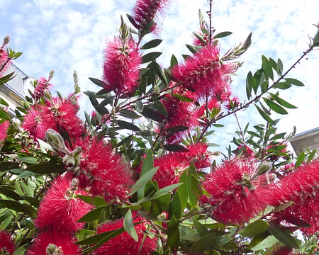 P1150202 Rince-bouteille (Callistemon). Merci à Carine et Philippe pour cette rando-camping de Roscoff à Morlaix.