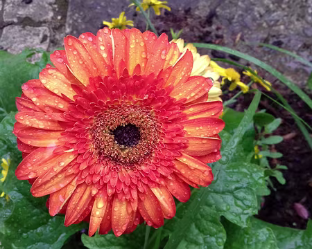 001 Bienvenue à Caylus, village médiéval du Tarn-et-Garonne, à la limite du Quercy et du Rouergue …