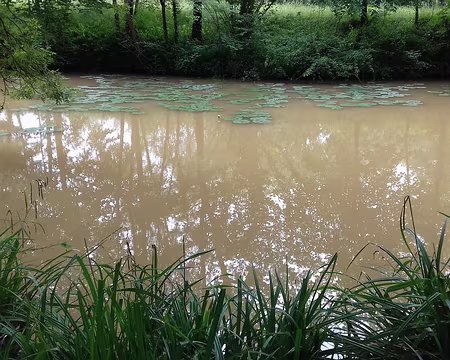 008 La Lère après l’orage. Nénuphars