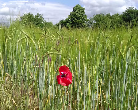 010 Orge et coquelicot
