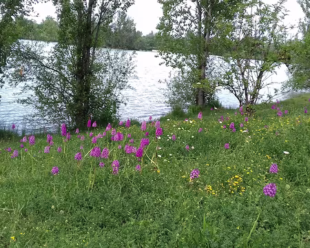 015 Orchidées pyramidales