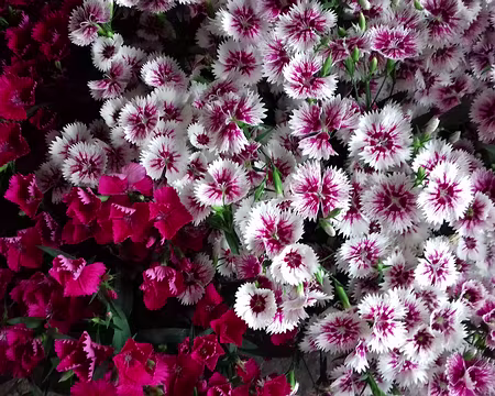 017 Jour 2- Mardi, jour du marché sur la place de la Halle à Caylus, point de départ de la boucle de la Côte gelée et du Pech d’Ablanc (13 km)