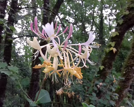 021 Chèvrefeuille sur le causse (très abondant)
