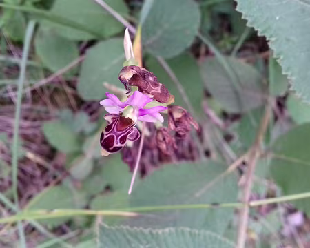 029 Ophrys abeille, variété d’orchidée rare et protégée