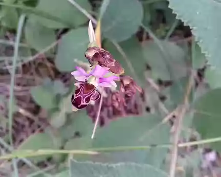029 Ophrys abeille, variété d’orchidée rare et protégée