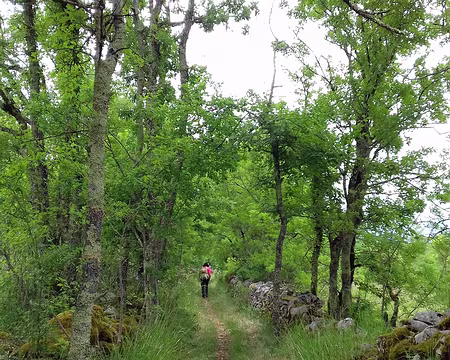 056 Chemin sur le causse au milieu des chênes
