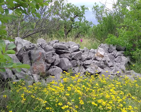 057 Fleurs du causse