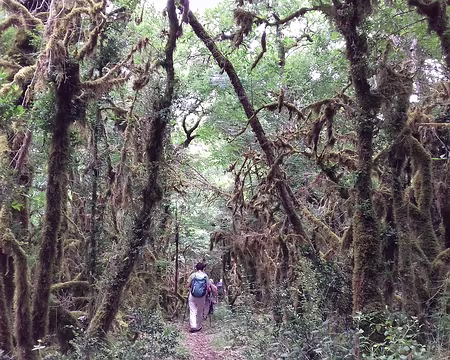060 Etrange et mystérieuse «forêt» de buis dans la vallée de Saint-Symphorien …