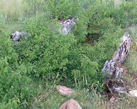 070 Vestiges de l’un des dolmens du Pech en pierre calcaire sur les hauteurs de Bruniquel