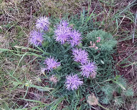 073 Cardoncelle (ou Petit Chardon sans épine)