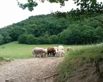 080 Quelques moutons