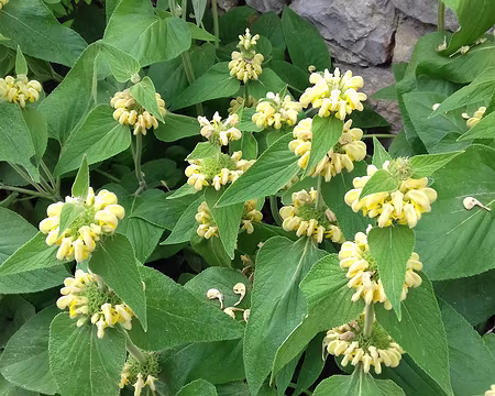 081 Phlomis lychnite