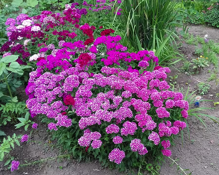 112 Retour à Villefranche par le même chemin pour aller visiter l’ancienne Chartreuse Saint-Sauveur (XVème siècle). Le chemin des rives, qui longe l’Aveyron en rive...