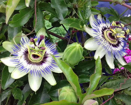 113 Fleurs de la Passion