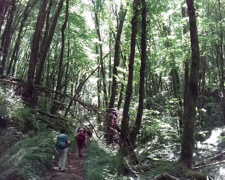 158 Fond de vallée humide avec végétation dense de fougères et châtaigniers