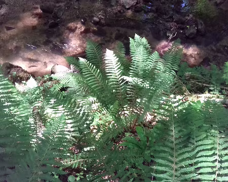 159 Grandes fougères près de la rivière