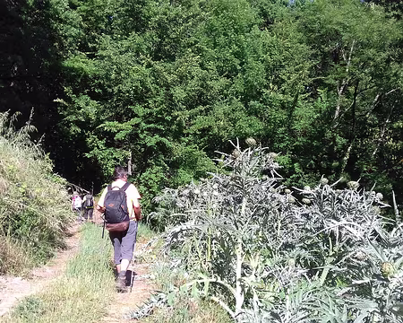 161 Retour au village de Villevayre par un chemin bordé de pieds d’artichauts